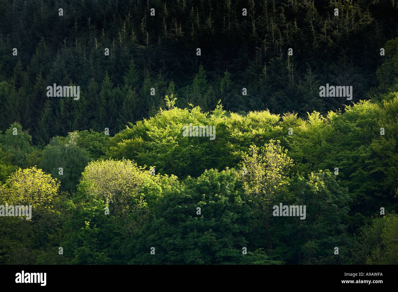 Trees in forest picked out in sunlight Blorenge mountain South Wales UK Stock Photo