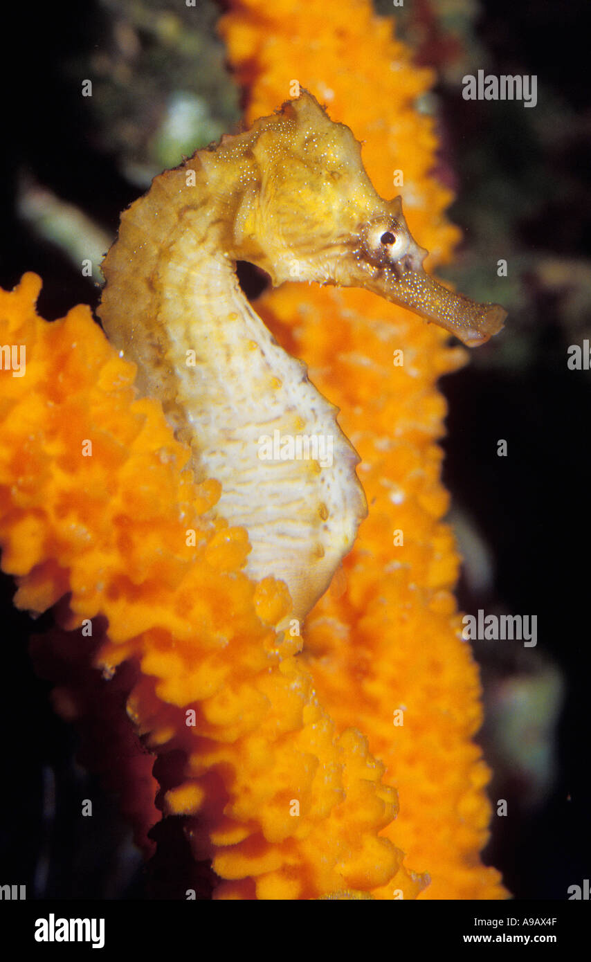 Seahorse Hippocampus sp gripping sponge Stock Photo