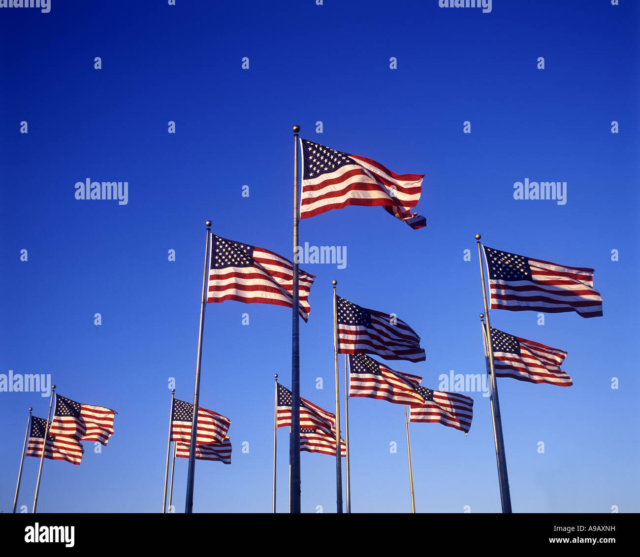 ROWS OF UNITED STATES FLAGS FLYING ON FLAGPOLES WITH BLUE SKY Stock ...