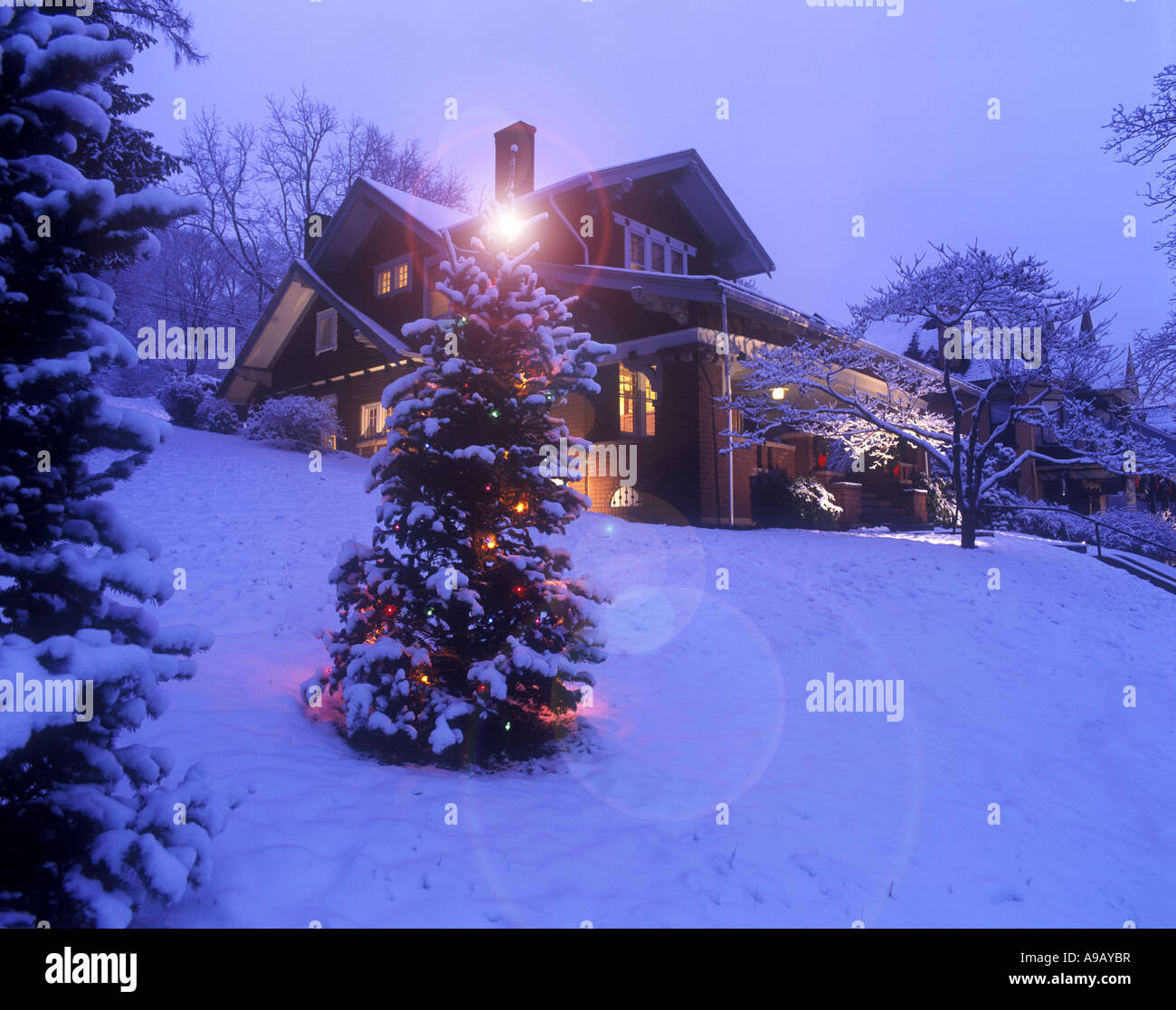 SNOW COVERED CHRISTMAS TREE LIGHTS IN GARDEN OF HOUSE BROOKVILLE
