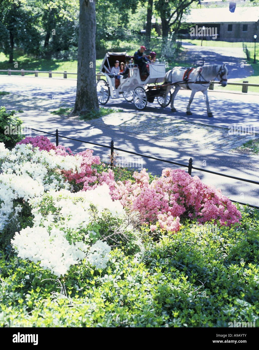 SPRING FLOWERS HORSE CARRIAGES CENTRAL PARK MANHATTAN NEW YORK CITY USA ...