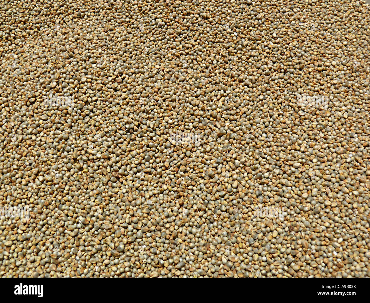 Bajari hires stock photography and images Alamy