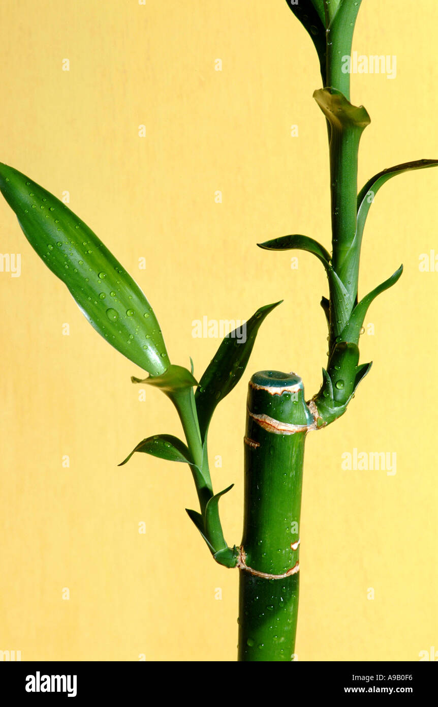 closeup of a bamboo cane Stock Photo - Alamy