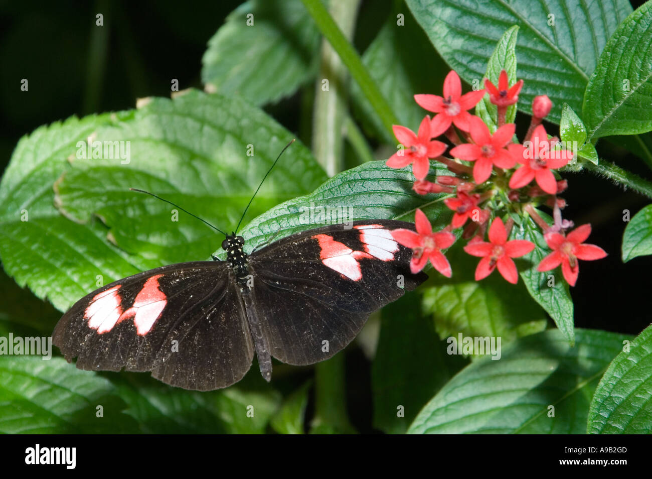 Postman Butterfly Stock Photo