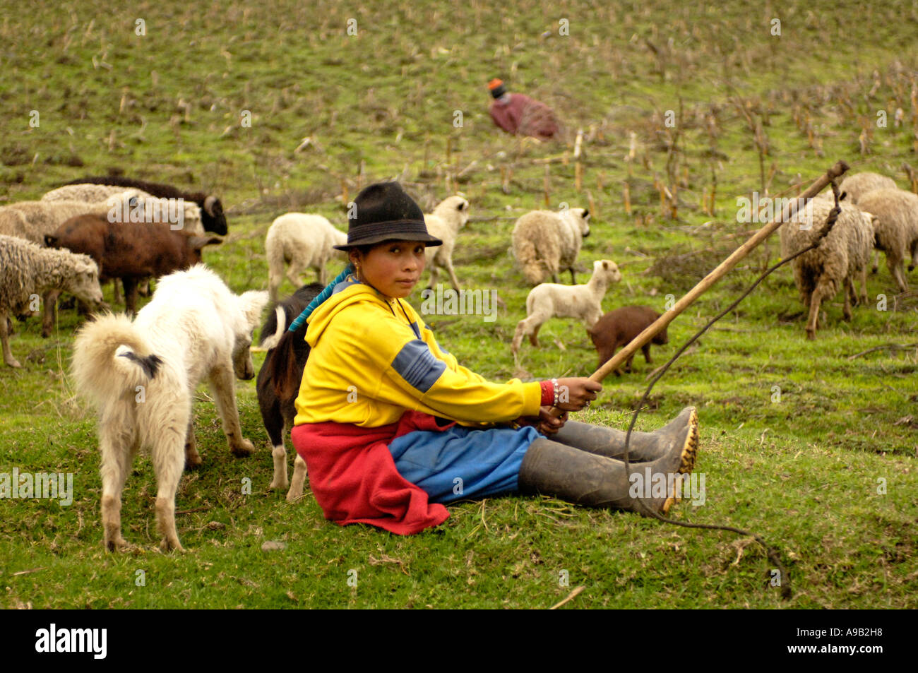 Woman sheep herder hires stock photography and images Alamy