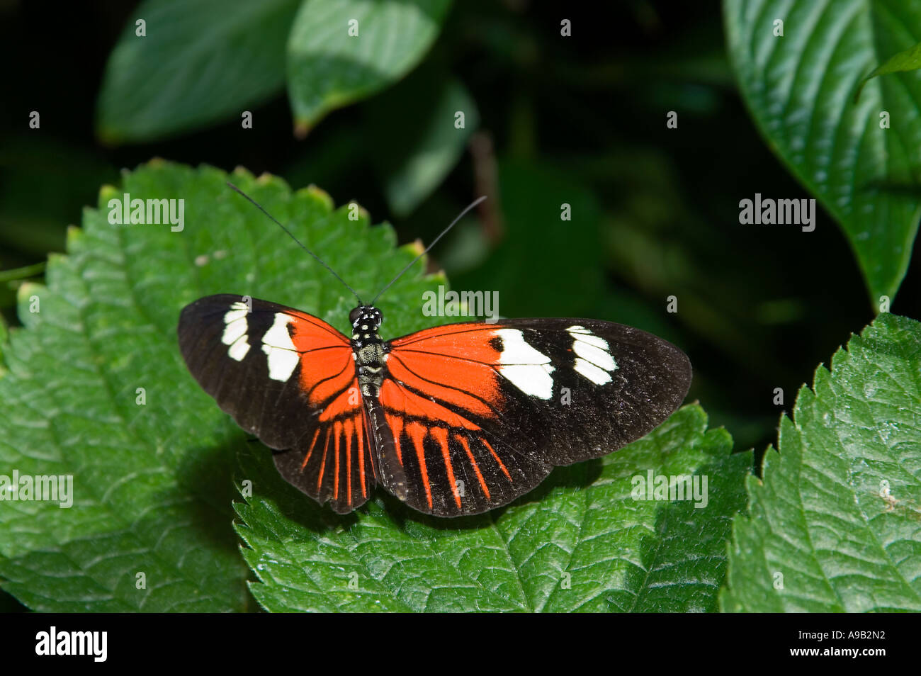 Amazonian Rayed Butterfly (Heliconius aoede) Stock Photo