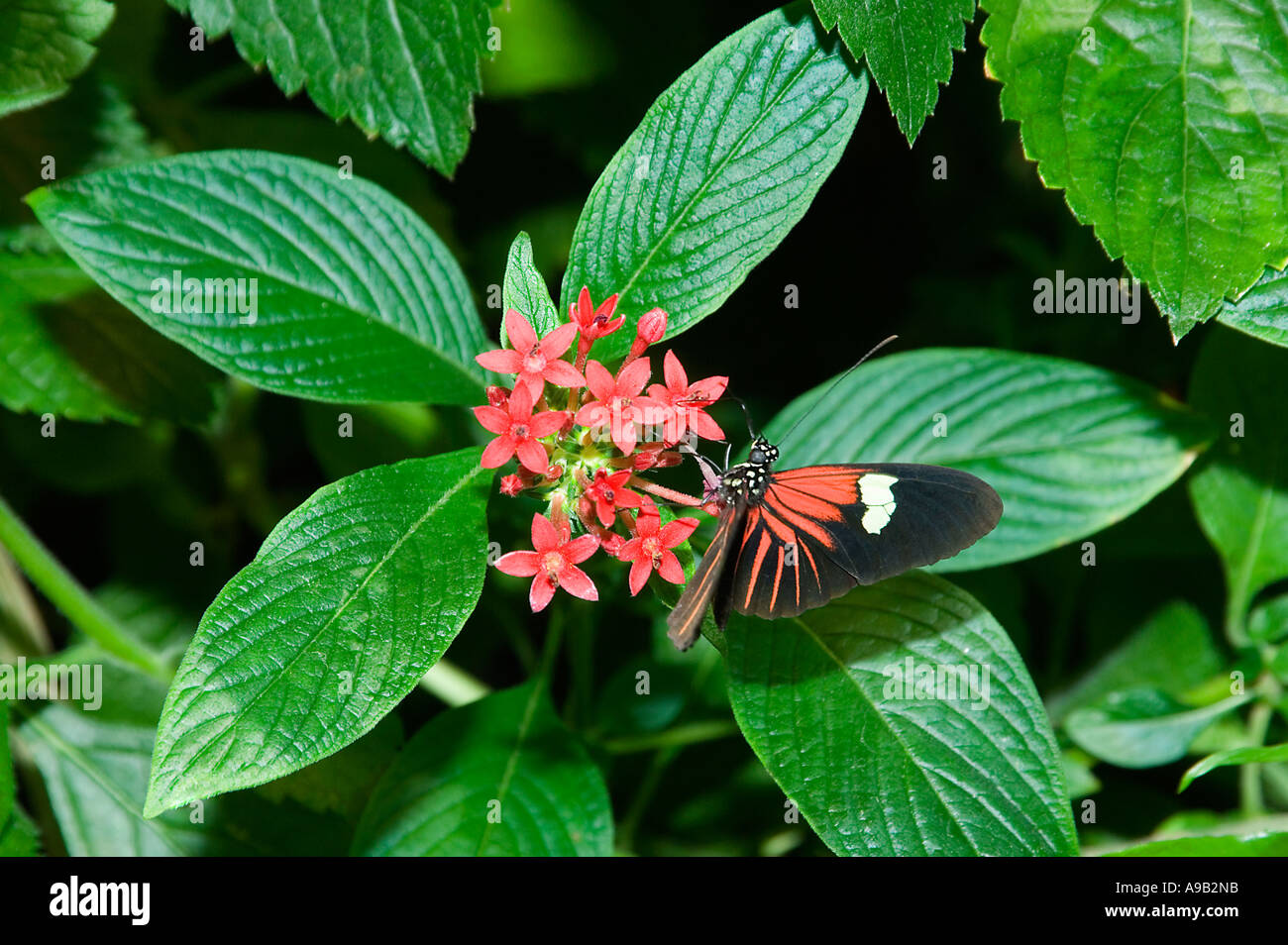 Amazonian Rayed Butterfly (Heliconius aoede Stock Photo Alamy