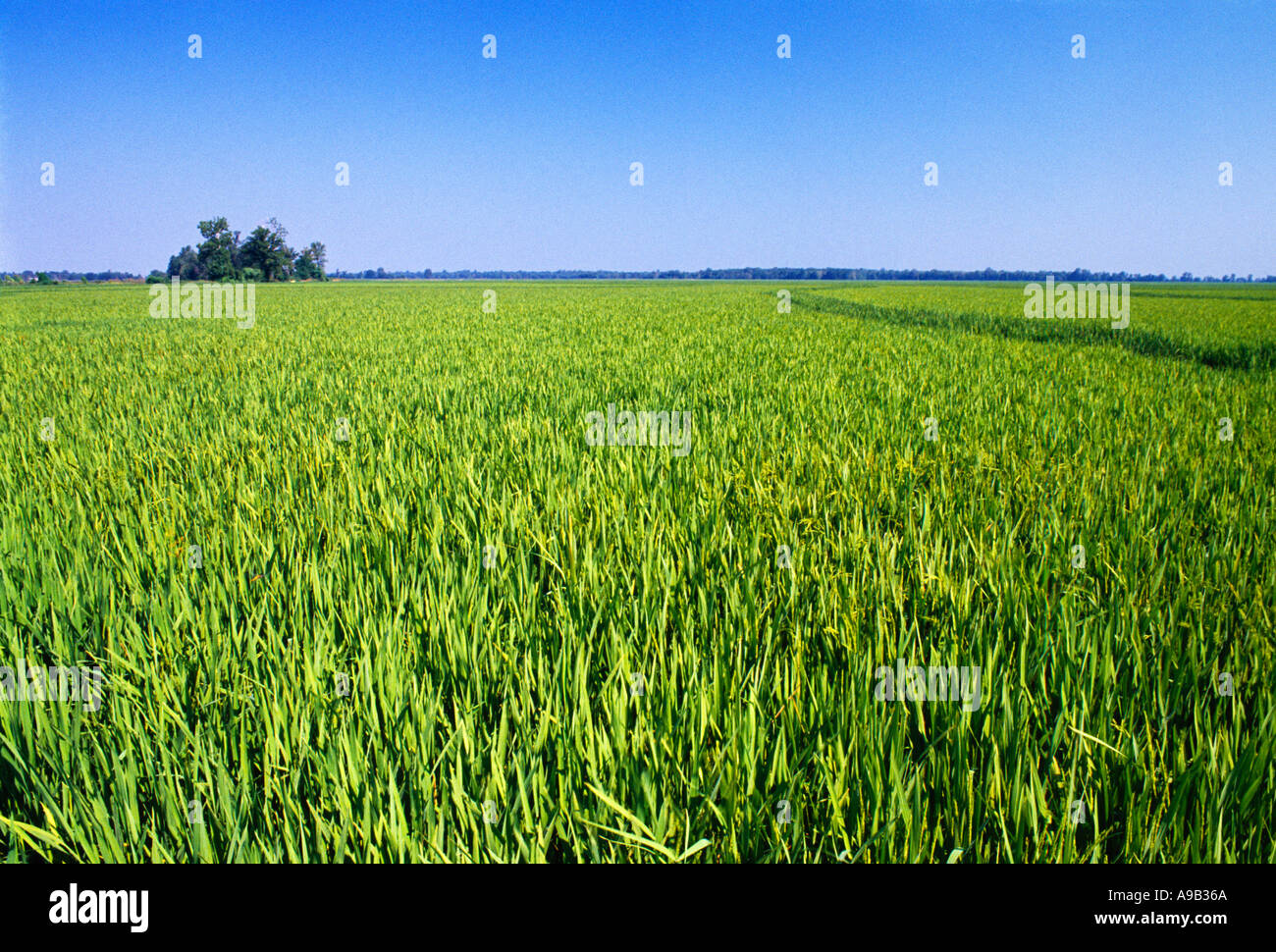 Arkansas rice fields hires stock photography and images Alamy