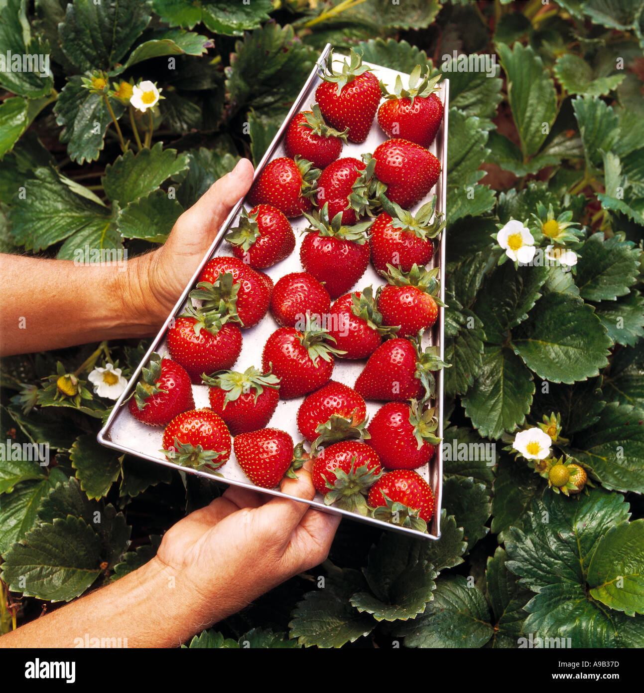 Agriculture strawberry fields watsonville california hires stock