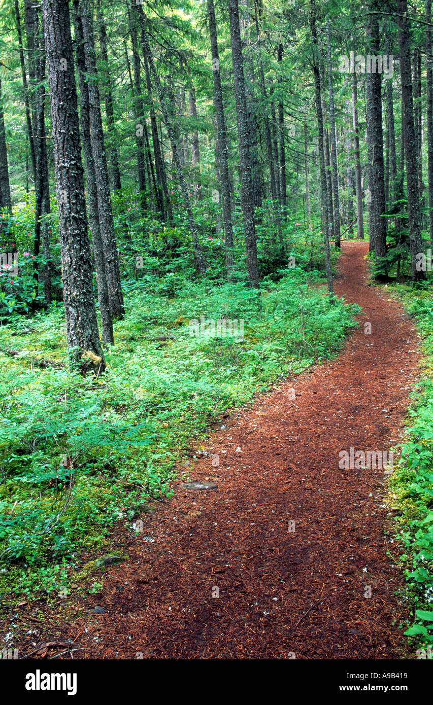 Path through the forest Manning Provincial Park British Columbia Canada Stock Photo