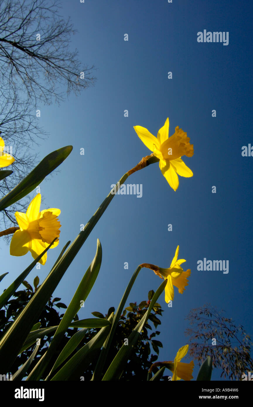 Wordsworth daffodil garden hires stock photography and images Alamy