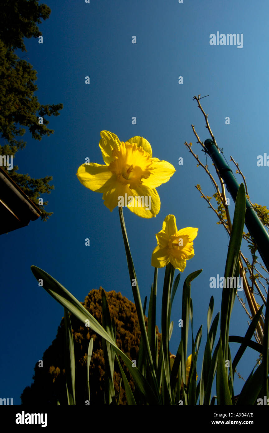 Wordsworth daffodil garden hires stock photography and images Alamy