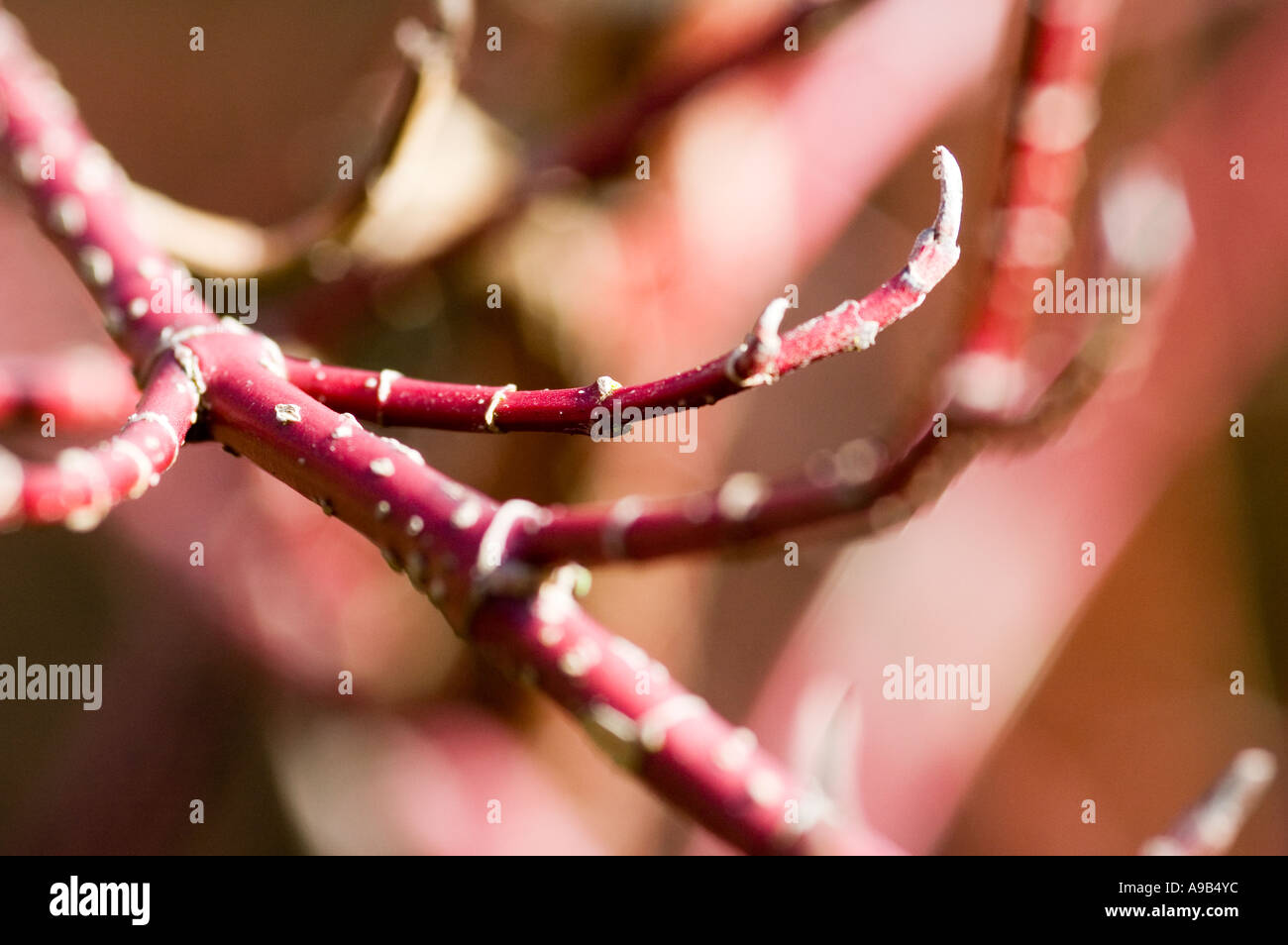 Branches of' 'Cornus alba Sibirica' in early Spring. Stock Photo