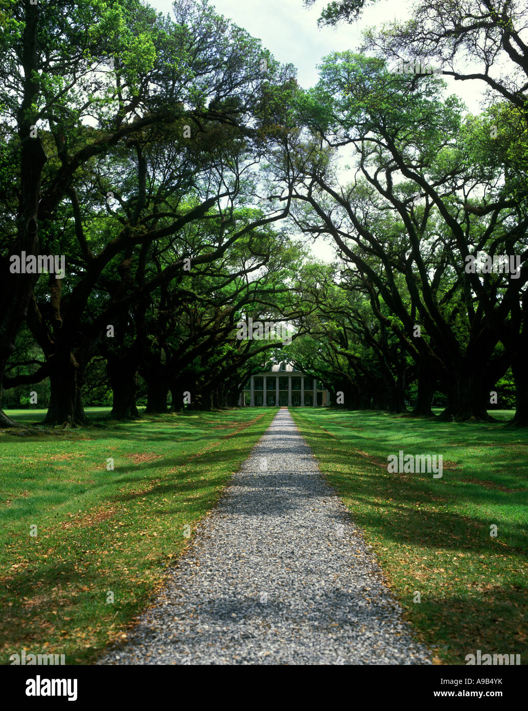 ROW OF OAK TREES OAK ALLEY PLANTATION HOME VACHERIE LOUISIANA USA Stock ...