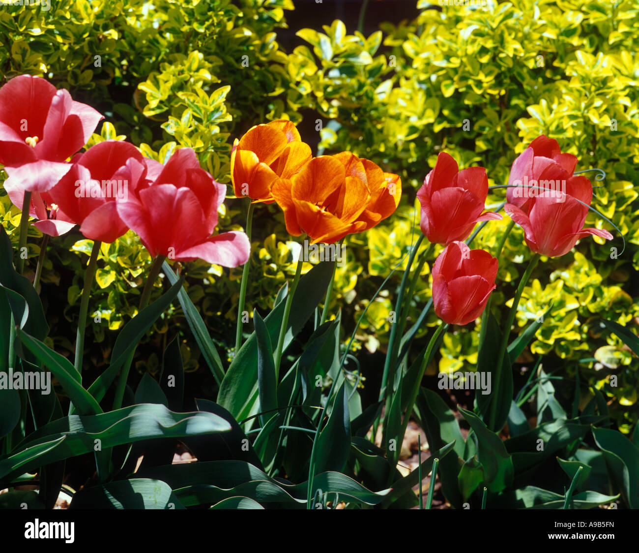 SPRING TULIP FLOWERS Stock Photo - Alamy