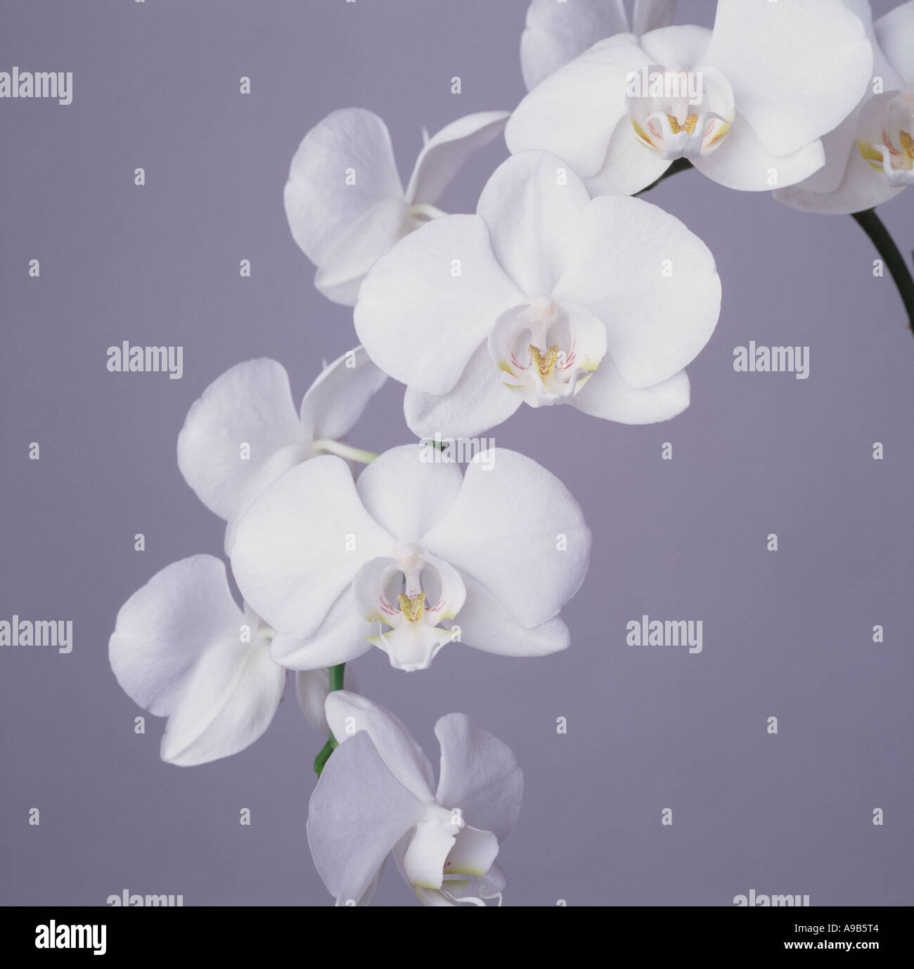 White orchids Stock Photo