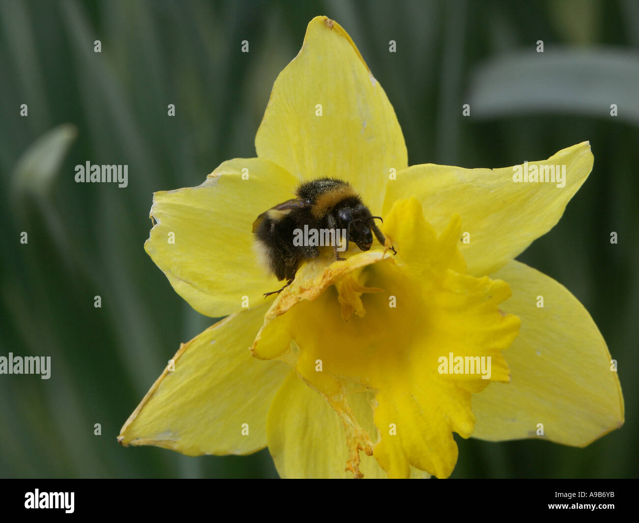 Bee Daffodil High Resolution Stock Photography and Images Alamy
