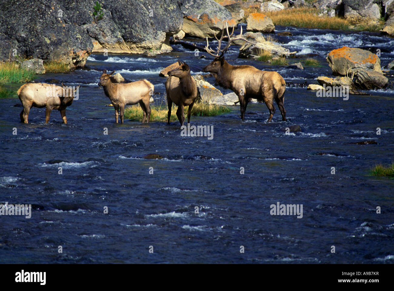 Can Elk Cross Rivers? Surprising Facts About Their Swimming Skills