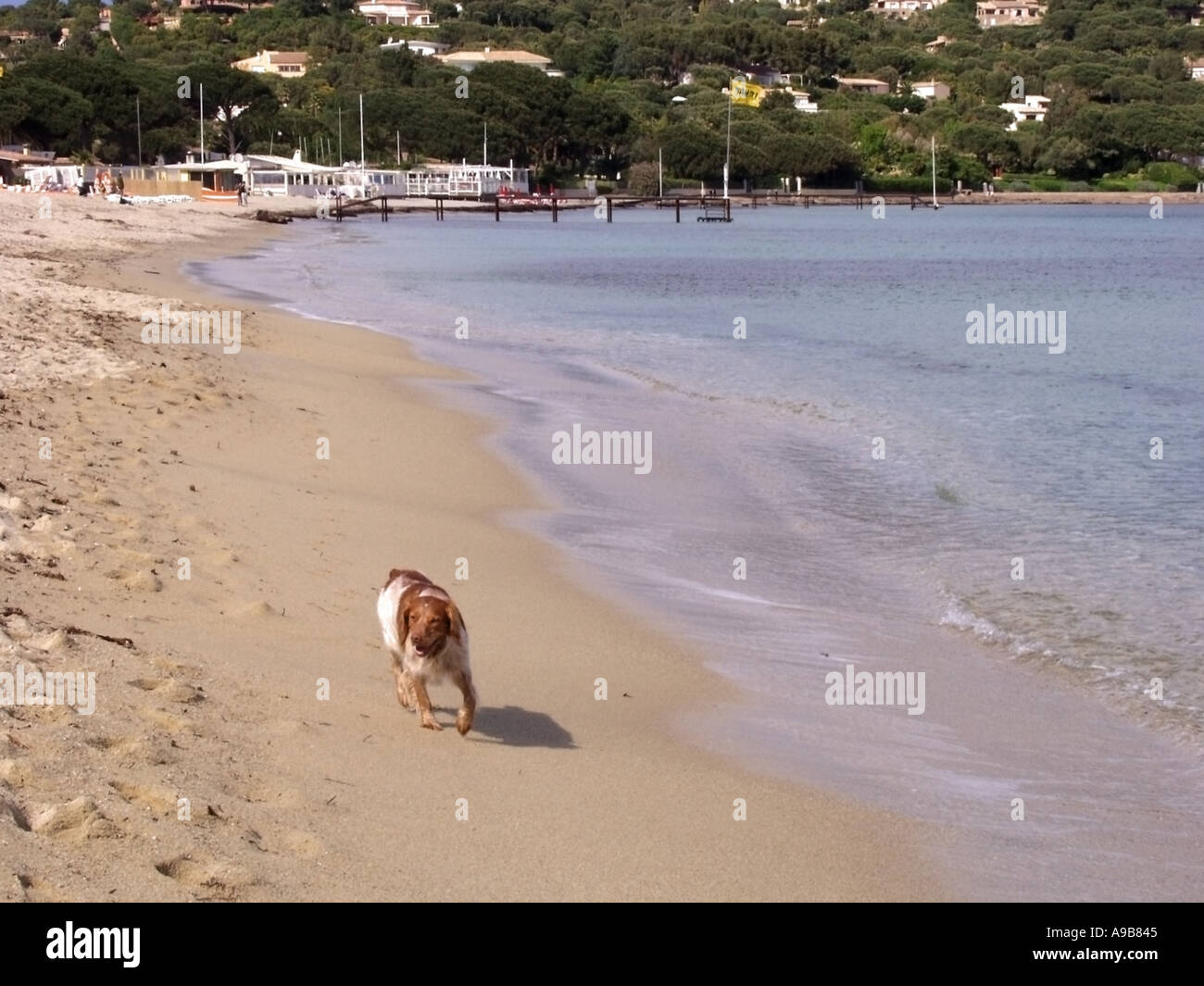 france south of france cote d azur plage de tahiti one of the famous beaches near to st tropez Stock Photo