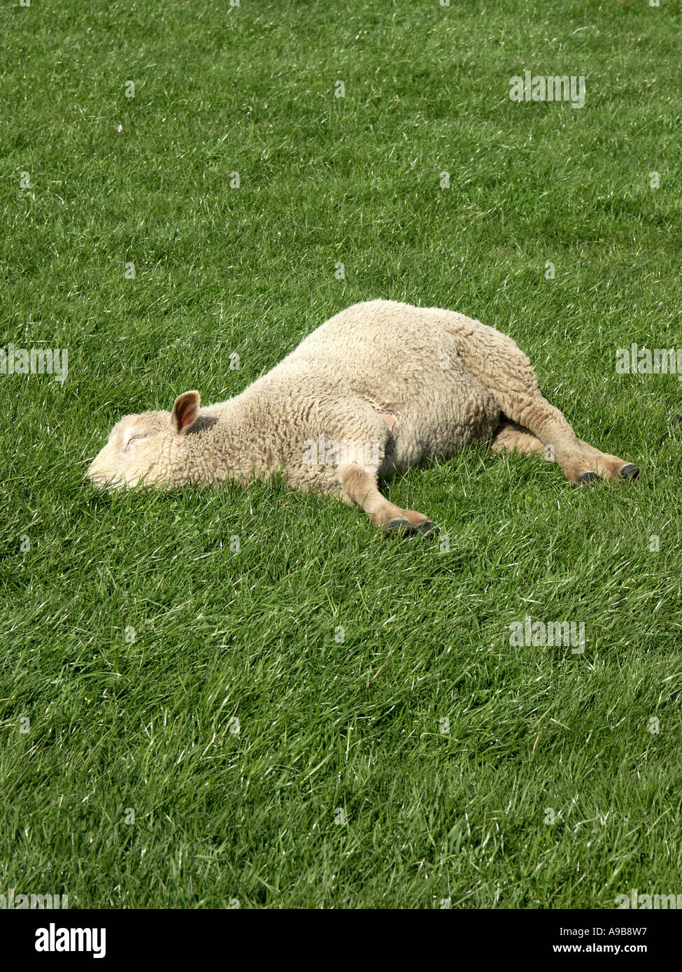 Sheep laying down in field Stock Photo Alamy