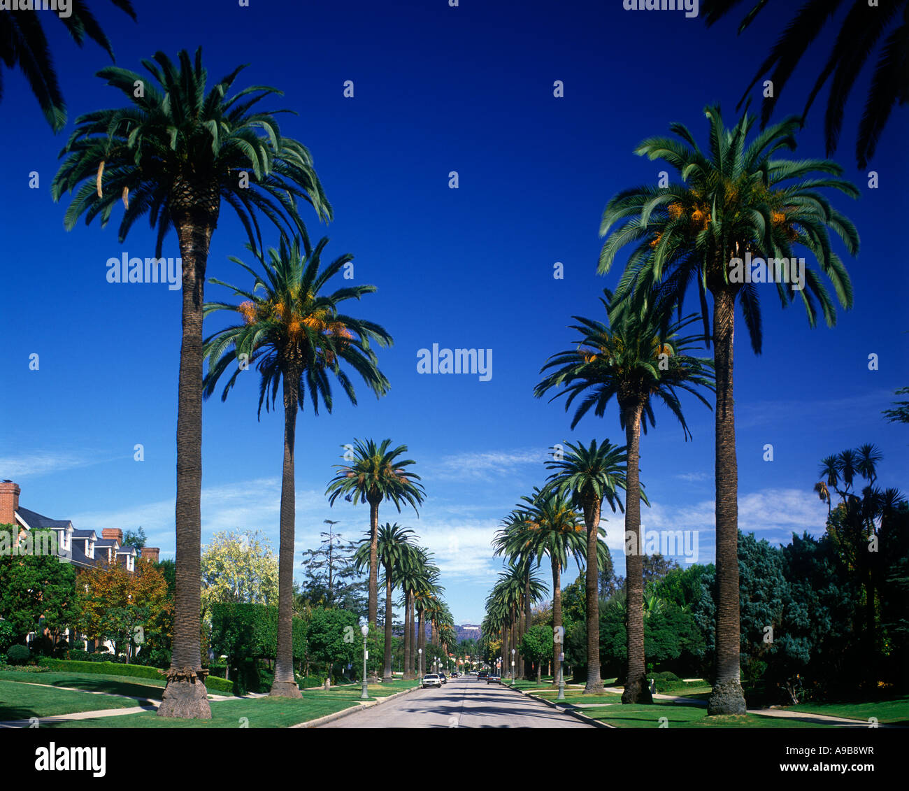 PALM TREES SOUTH WINDSOR AVENUE HOLLYWOOD LOS ANGELES CALIFORNIA USA Stock Photo Alamy