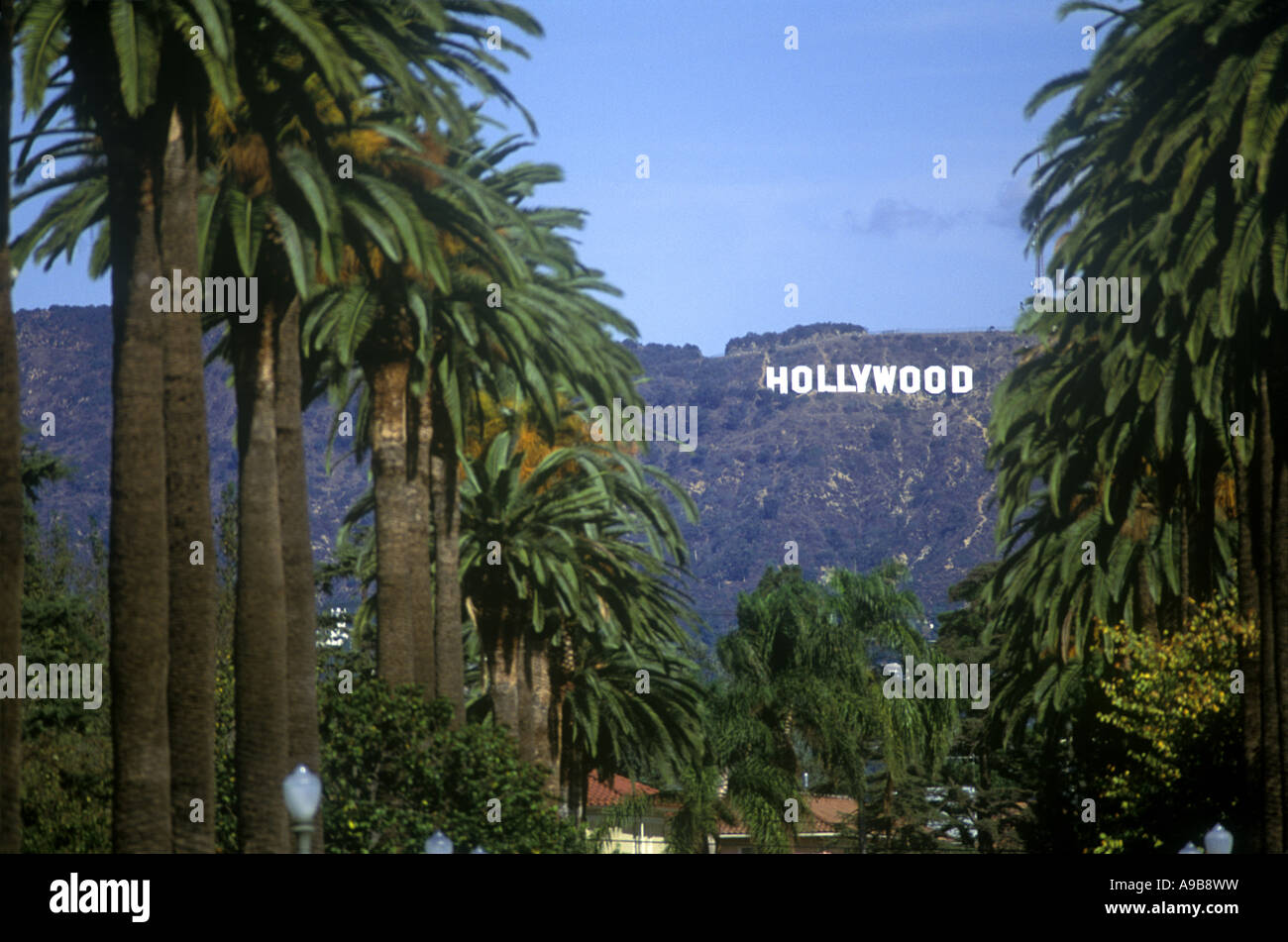 242 fotos de stock e banco de imagens de Hollywood Sign Palm Trees