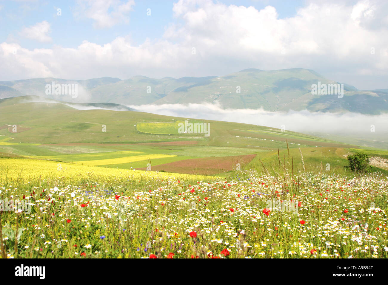 wild-flower-display-in-front-of-castellu