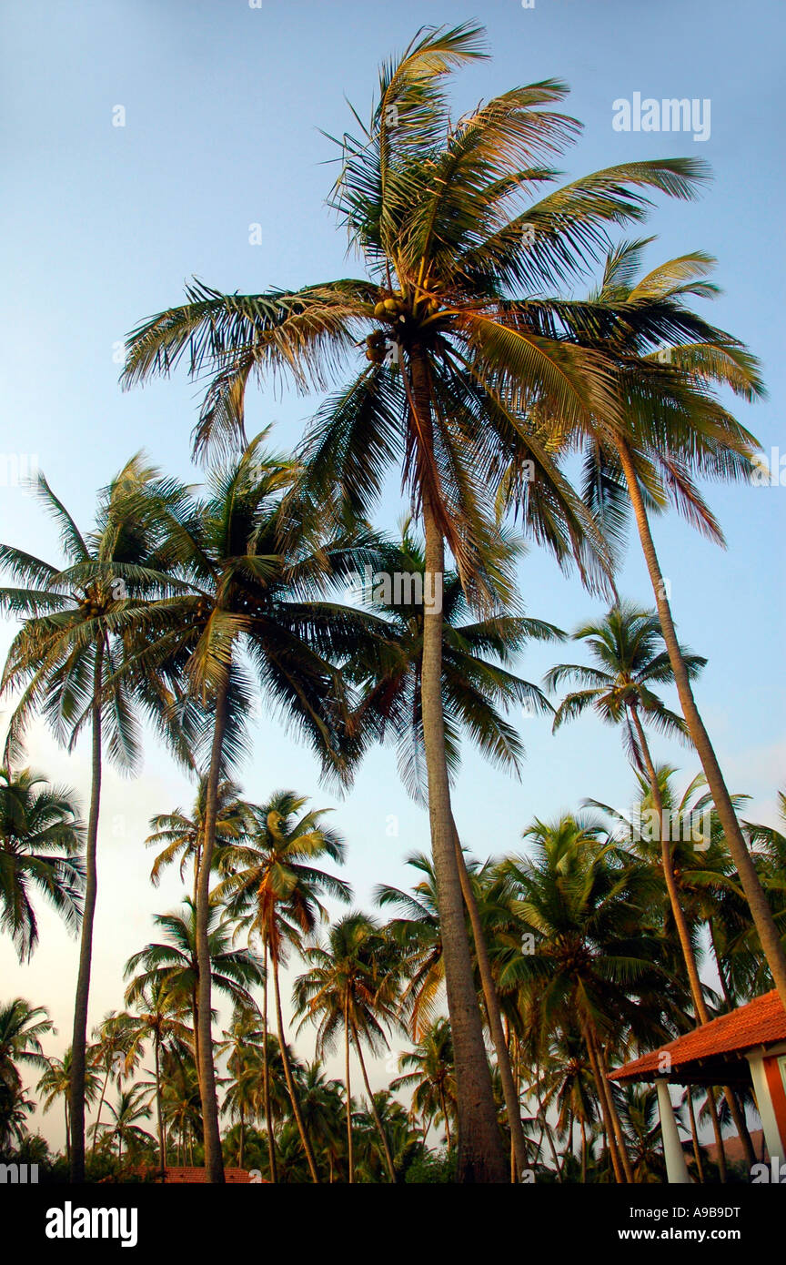 Coconut Palm Trees,Mandrem Beach,Goa,India,Asia, Stock Photo
