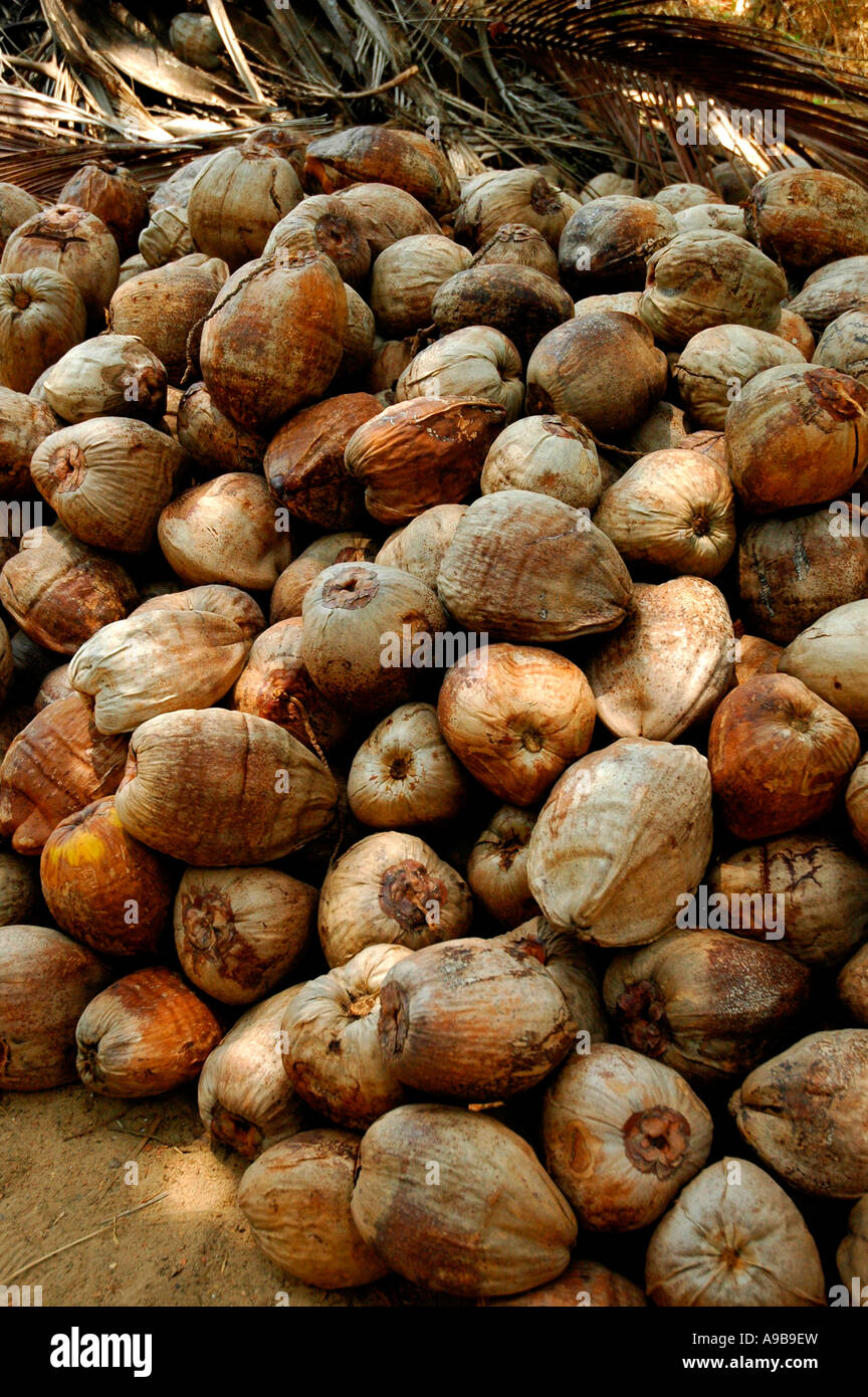 Coconuts,Mandrem Beach,Goa,India,Asia Stock Photo