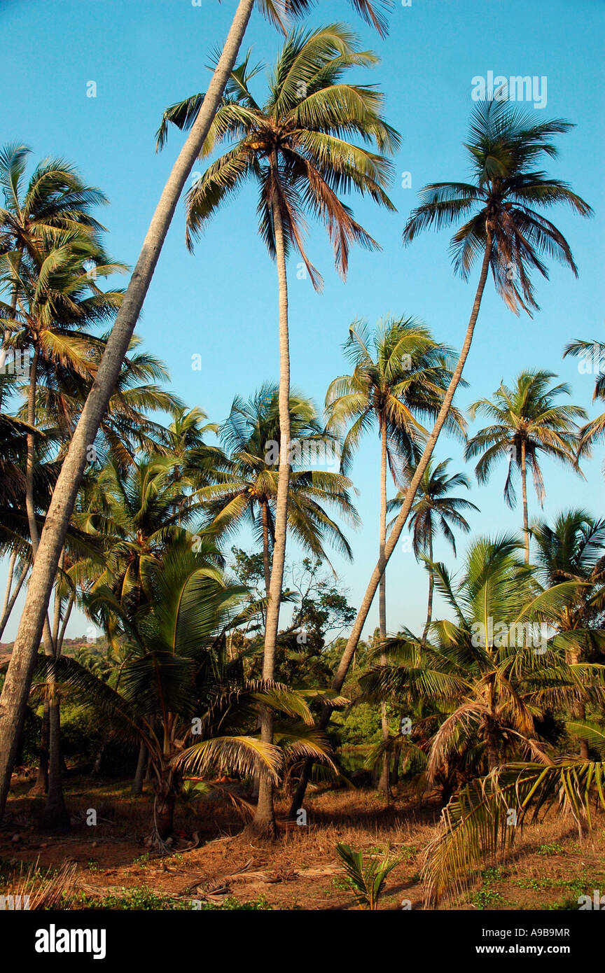 Coconut Trees , Mandrem Beach , Goa,India Stock Photo