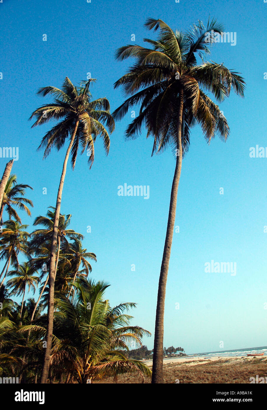 Coconut Trees , Mandrem Beach , Goa,India Stock Photo