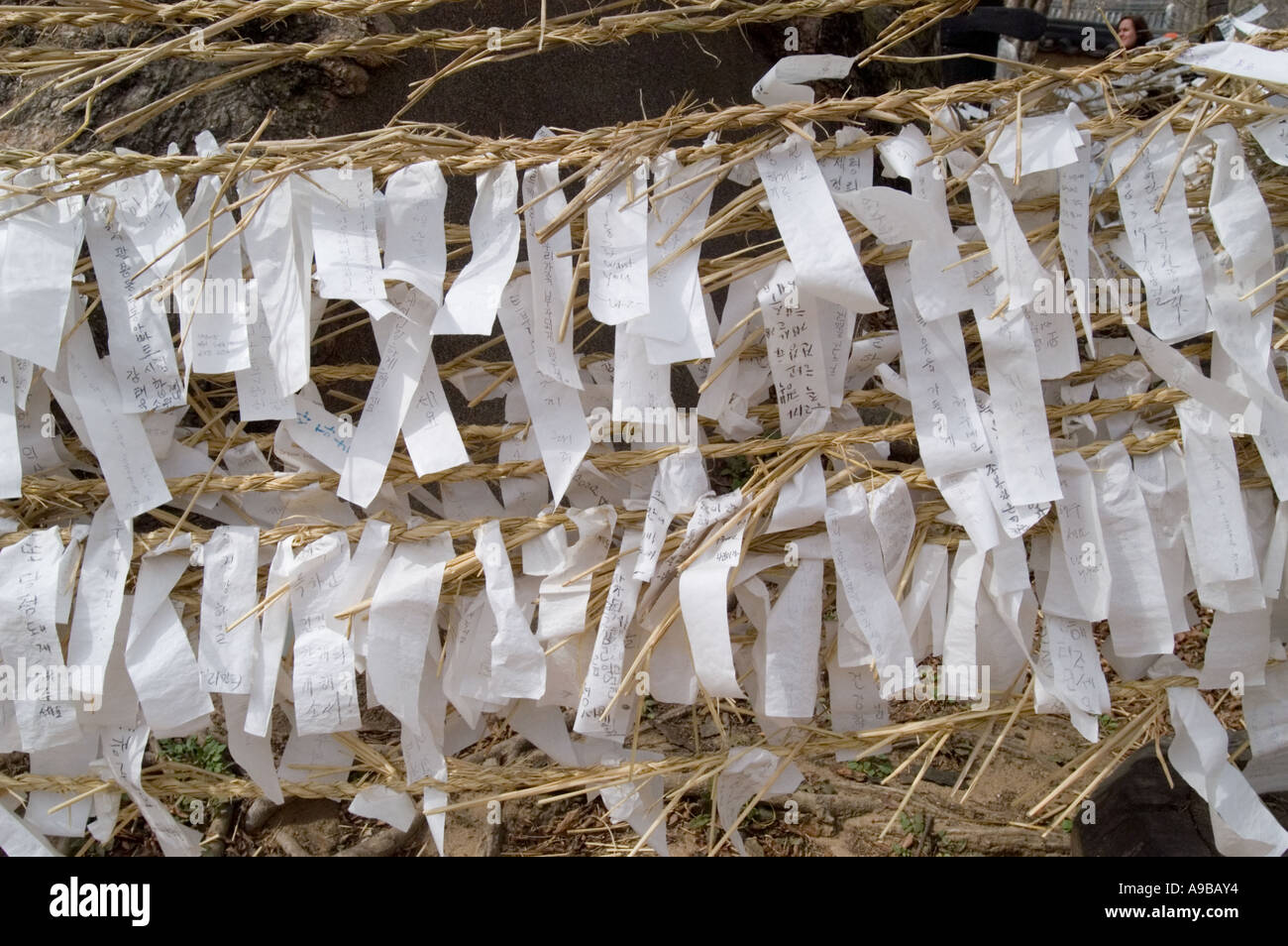 Wishes tied around a tree at Hahoe Folk Village in Andong, South Korea. Stock Photo