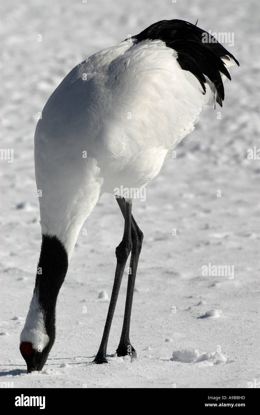 Red Crowned Crane Grus japonensis feeding with head in snow Hokkaido Island Japan Stock Photo