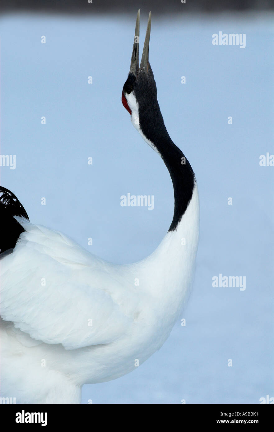 Red Crowned Crane Grus japonensis close up displaying dancing head back beak open calling Hokkaido Island Japan Stock Photo