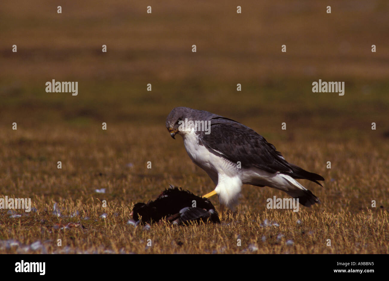 Red Backed Hawk Buteo polyosoma feeding on prey Falkland Island Stock Photo