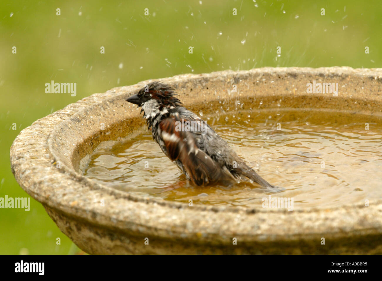 House Sparrow Passer domesticus male in garden birdbath Inverness shire Highland United Kingdom Stock Photo