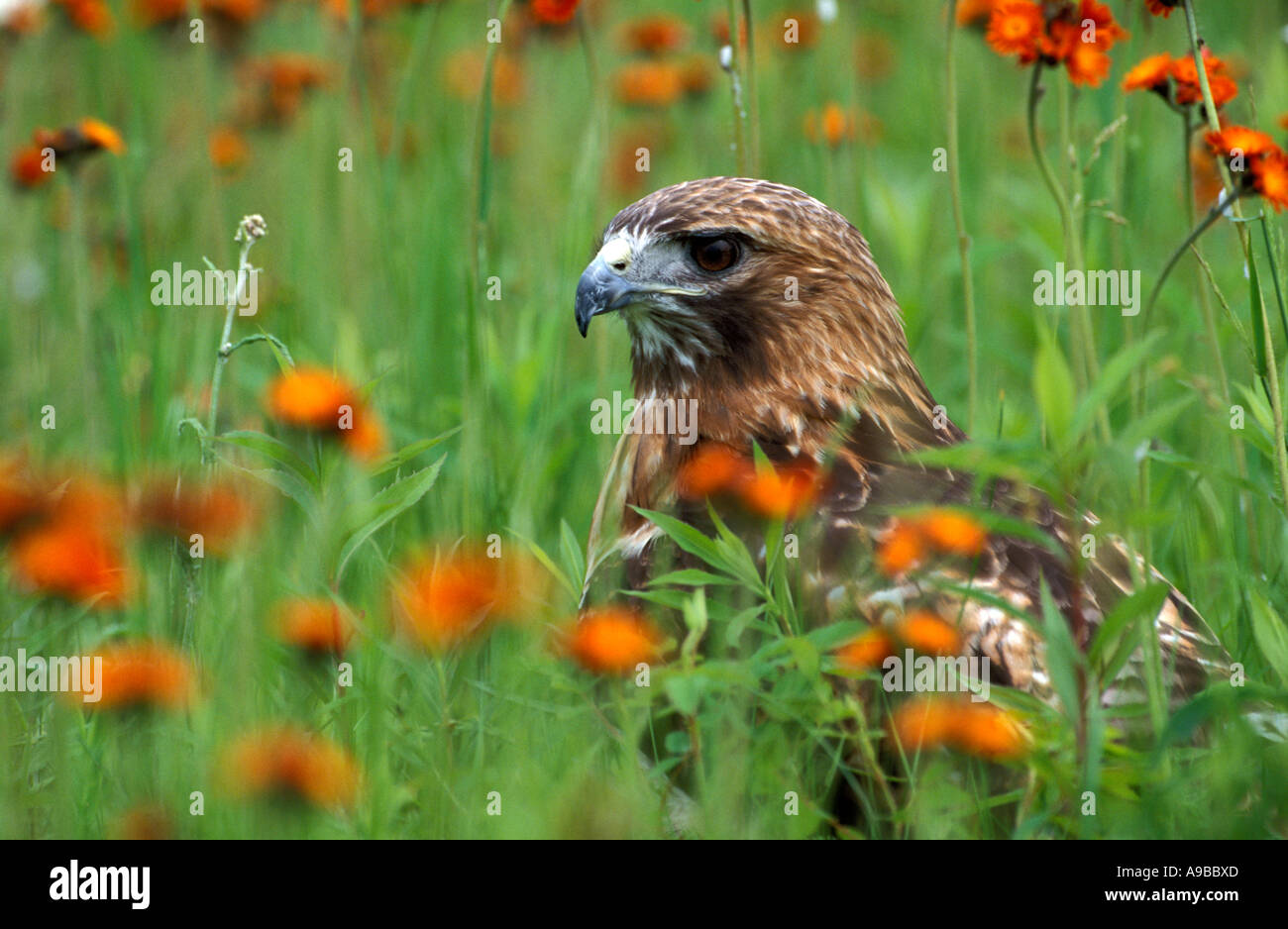 Red Tailed Hawk Buteo jamaicensis in flower meadow Minnesota USA Stock Photo