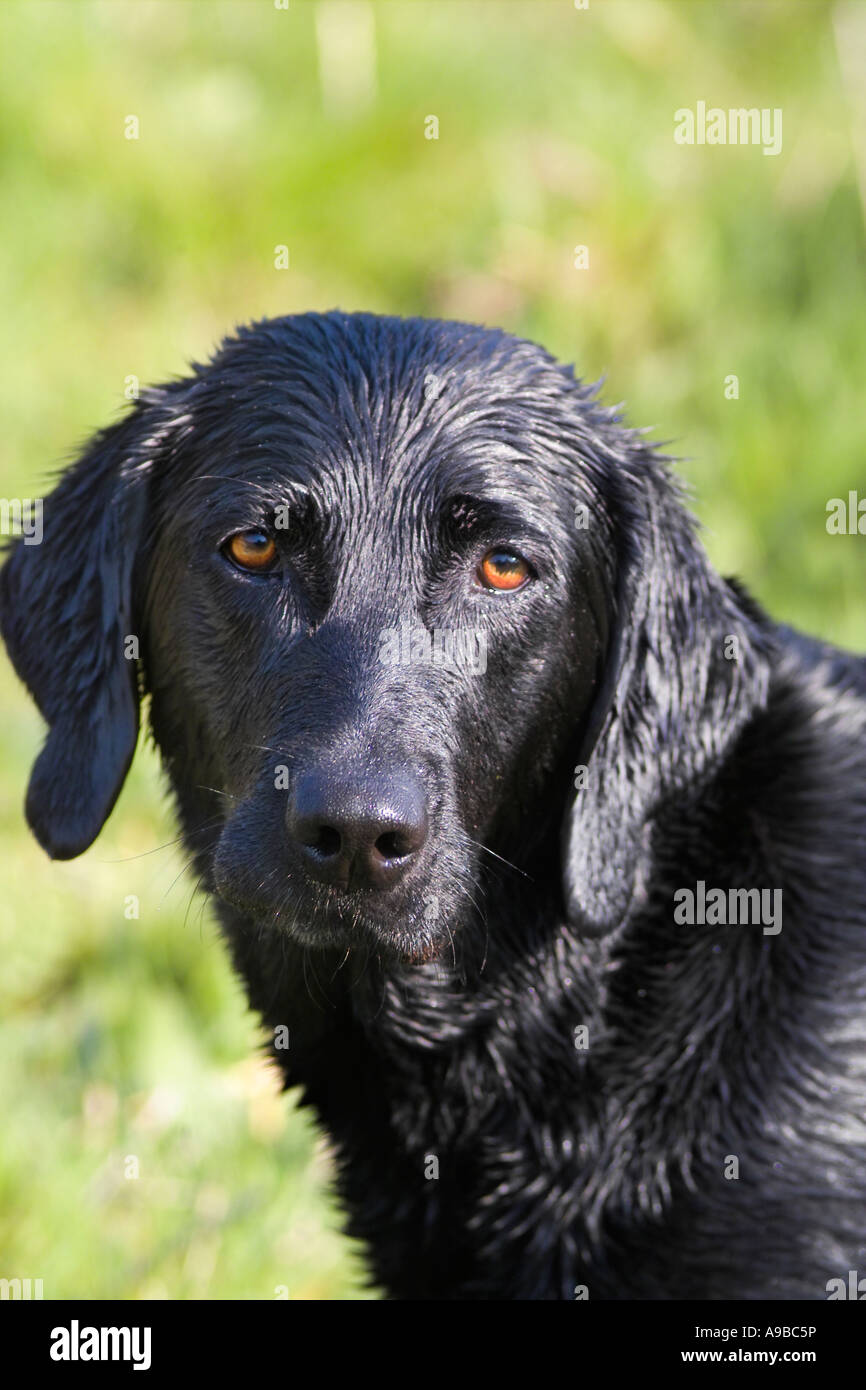 Black labrador coat hi-res stock photography and images - Alamy