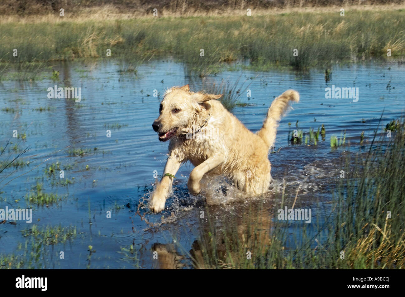 Golden Retriever running through water Stock Photo - Alamy