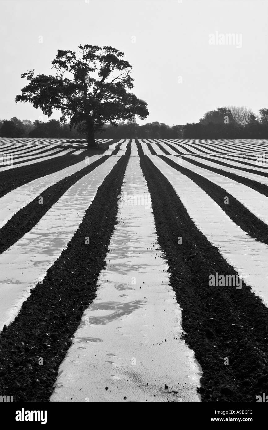Maize Plants Black and White Stock Photos & Images - Alamy