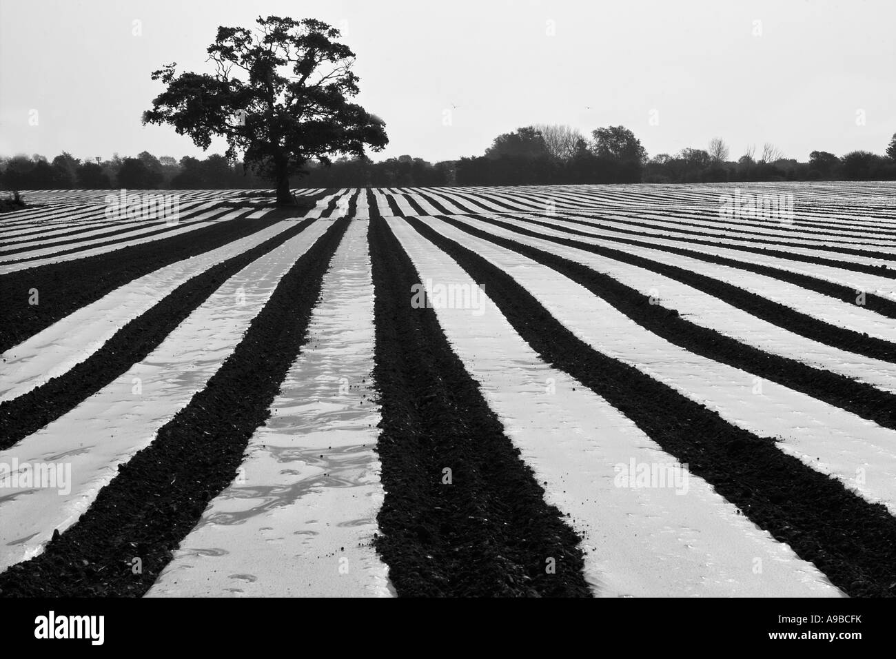 Maize Plants Black and White Stock Photos & Images - Alamy
