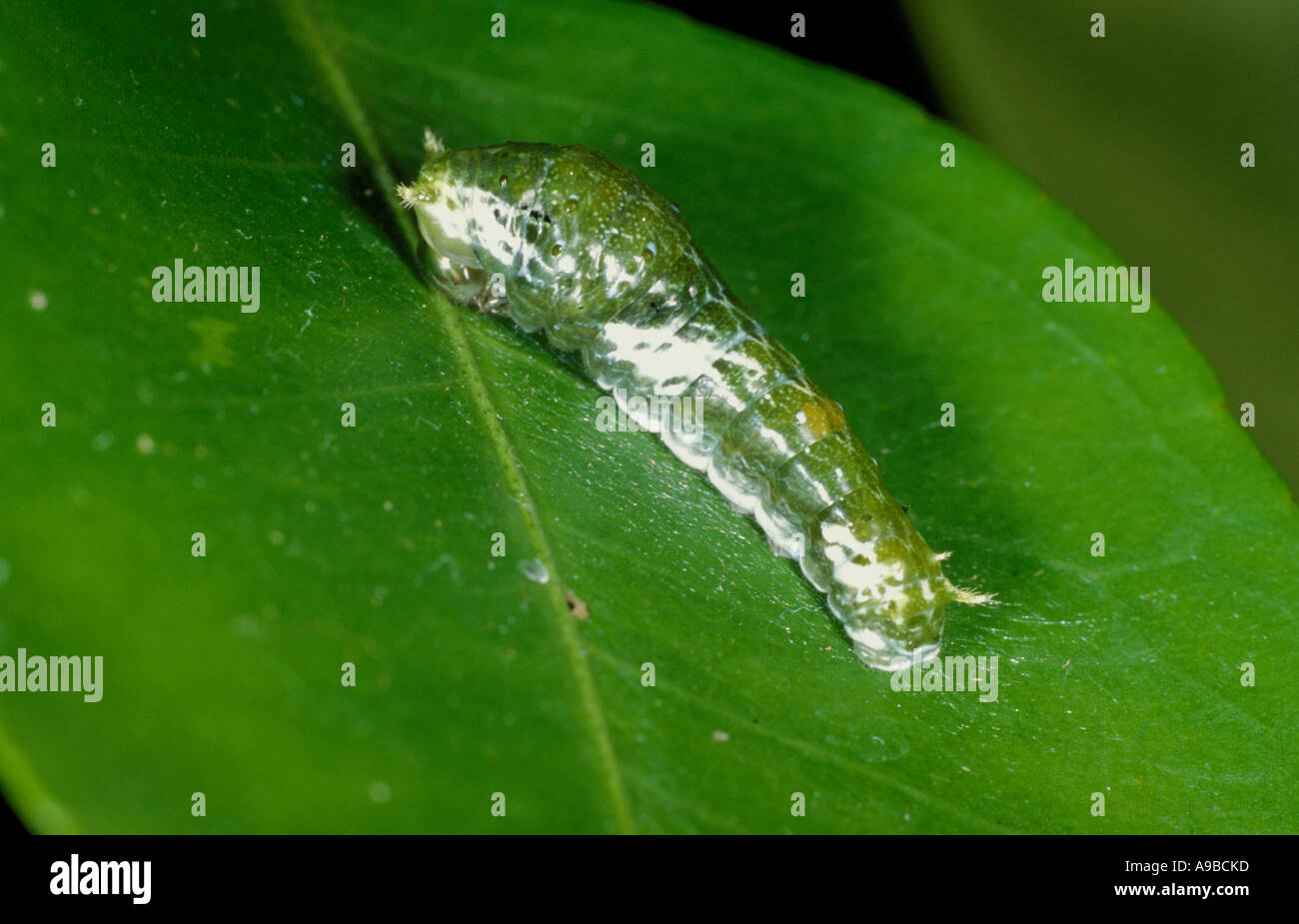 Orchid Swallowtail Butterfly caterpillar larvae Papilio aegeus green