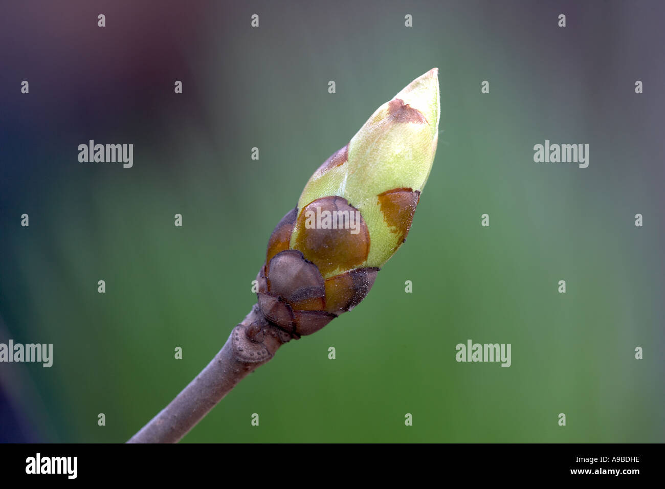 Horse Chestnut Aesculus hippocastanum bud Stock Photo Alamy