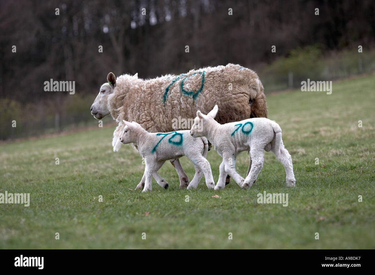 Sheep and two lambs sprayed with the number 70 North Yorkshire England ...
