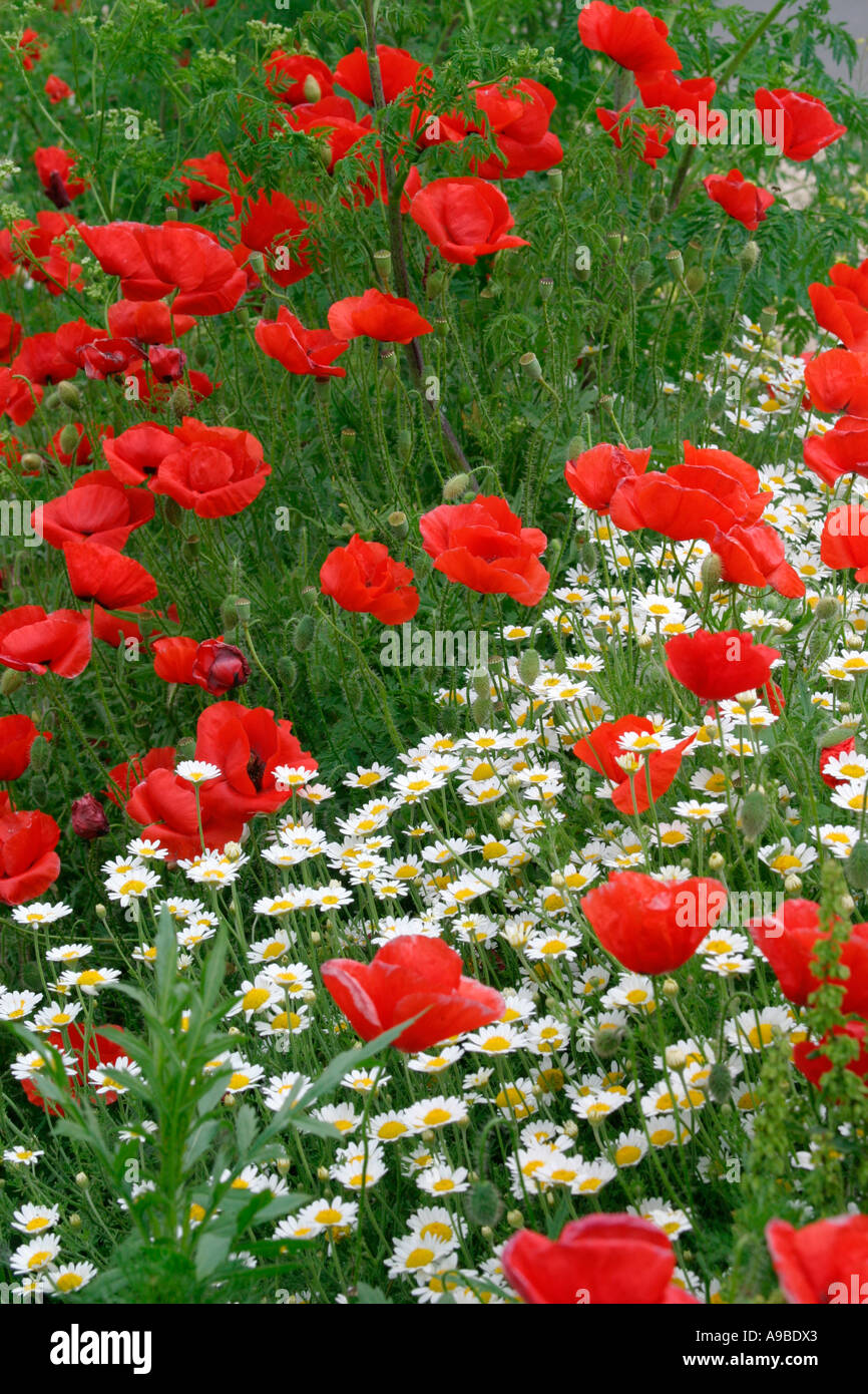 Common Poppy and Camomile Stock Photo