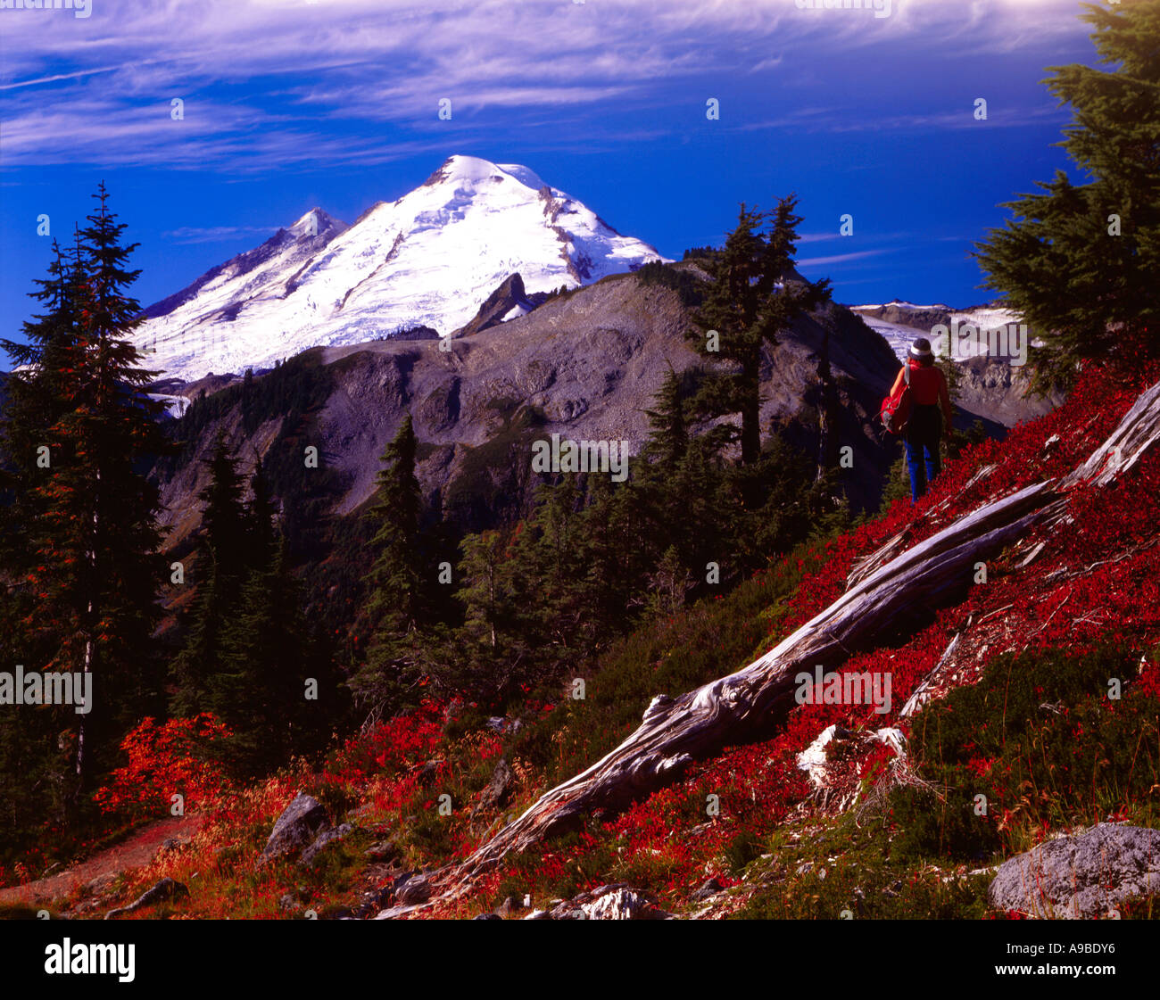 Hiker enjoys the view of towering glacier clad Mount Baker in Northern Washington Stock Photo