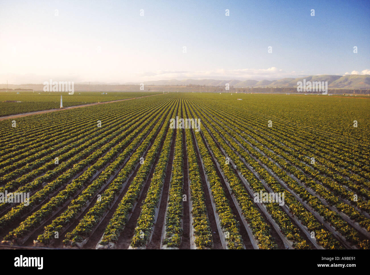Santa maria ca strawberry fields hires stock photography and images