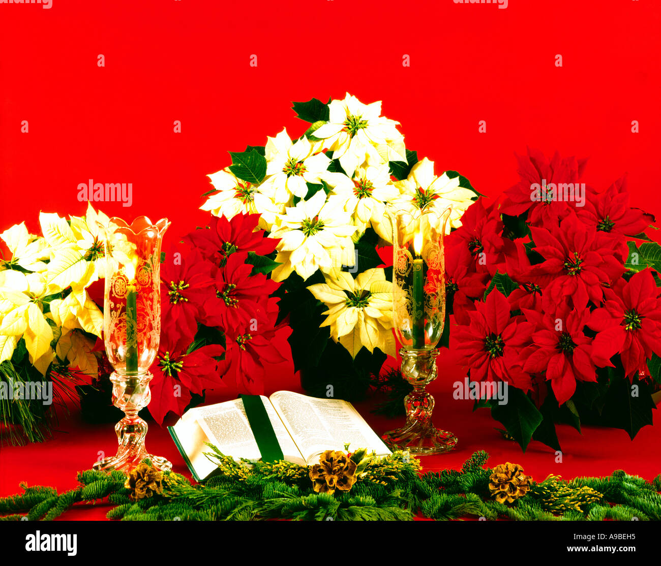 Christmas still life featuring red and white poinsettias plants and