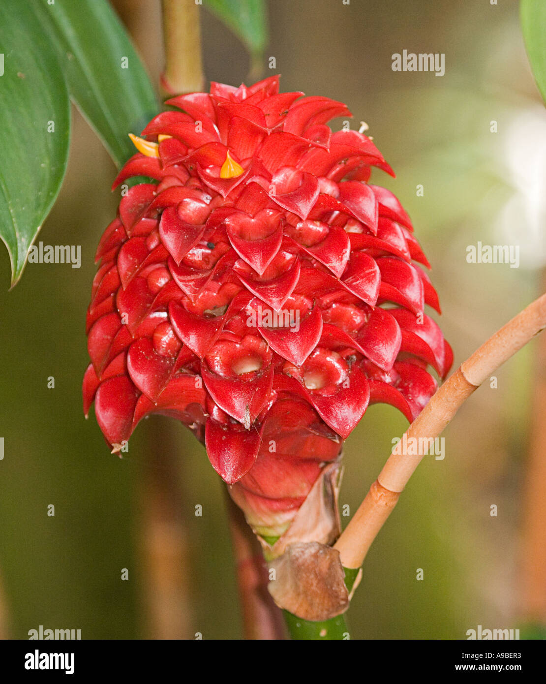 Ginger flower bud hires stock photography and images Alamy