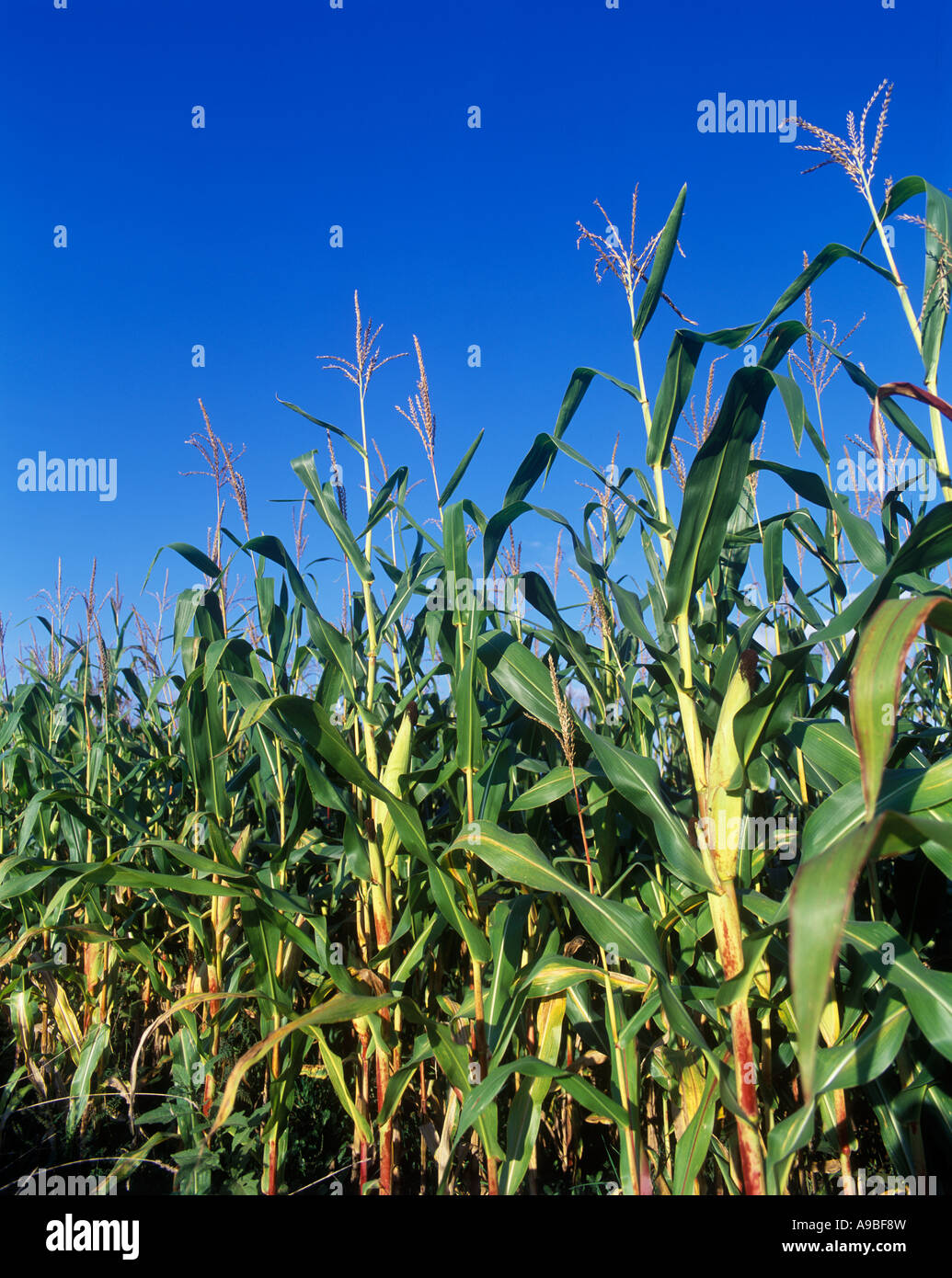 CORNFIELD PENNSYLVANIA USA Stock Photo Alamy